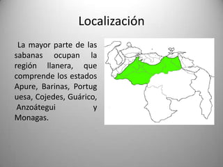 Localización
 La mayor parte de las
sabanas ocupan la
región llanera, que
comprende los estados
Apure, Barinas, Portug
uesa, Cojedes, Guárico,
 Anzoátegui           y
Monagas.
 