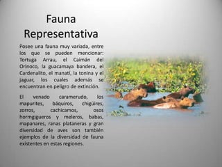 Fauna
 Representativa
Posee una fauna muy variada, entre
los que se pueden mencionar:
Tortuga Arrau, el Caimán del
Orinoco, la guacamaya bandera, el
Cardenalito, el manatí, la tonina y el
jaguar, los cuales además se
encuentran en peligro de extinción.
El    venado      caramerudo,      los
mapurites,     báquiros,    chigüires,
zorros,       cachicamos,        osos
hormgigueros y meleros, babas,
mapanares, ranas plataneras y gran
diversidad de aves son también
ejemplos de la diversidad de fauna
existentes en estas regiones.
 