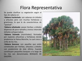 Flora Representativa
Se puede clasificar su vegetación según el
tipo de sabana en:
•Sabana inarbolada: son sabanas sin árboles
y arbustos pero con muchas herbáceas y
gramíneas, lo que le da características de
"pastizal".
•Sabana arboleada: posee hierbas y árboles
dispersos de poco tamaño y tronco retorcido
(árboles achaparrados).
•Sabana húmeda (morichales): formadas
por especies arbustivas y herbáceas donde
predomina la Palma Moriche, la cual crece a
orilla de los ríos.
•Sabana boscosa: son aquellas que están
constituidas por hierbas, arbustos y árboles
con predominio de éste último. Cuando
constituyen pequeños bosques a lo largo de
los ríos son denominados BOSQUES DE
                                               Morichal de los Llanos Venezolanos
GALERÍA.
 