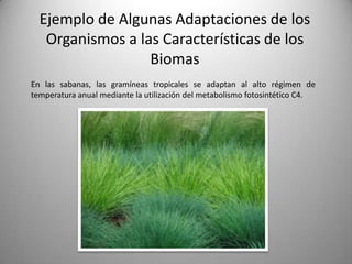 Ejemplo de Algunas Adaptaciones de los
   Organismos a las Características de los
                  Biomas
En las sabanas, las gramíneas tropicales se adaptan al alto régimen de
temperatura anual mediante la utilización del metabolismo fotosintético C4.
 