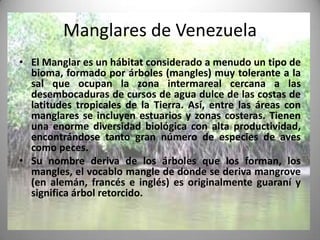 Manglares de Venezuela
• El Manglar es un hábitat considerado a menudo un tipo de
  bioma, formado por árboles (mangles) muy tolerante a la
  sal que ocupan la zona intermareal cercana a las
  desembocaduras de cursos de agua dulce de las costas de
  latitudes tropicales de la Tierra. Así, entre las áreas con
  manglares se incluyen estuarios y zonas costeras. Tienen
  una enorme diversidad biológica con alta productividad,
  encontrándose tanto gran número de especies de aves
  como peces.
• Su nombre deriva de los árboles que los forman, los
  mangles, el vocablo mangle de donde se deriva mangrove
  (en alemán, francés e inglés) es originalmente guaraní y
  significa árbol retorcido.
 