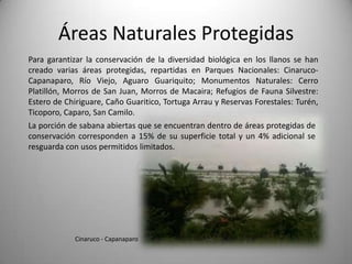 Áreas Naturales Protegidas
Para garantizar la conservación de la diversidad biológica en los llanos se han
creado varias áreas protegidas, repartidas en Parques Nacionales: Cinaruco-
Capanaparo, Río Viejo, Aguaro Guariquito; Monumentos Naturales: Cerro
Platillón, Morros de San Juan, Morros de Macaira; Refugios de Fauna Silvestre:
Estero de Chiriguare, Caño Guaritico, Tortuga Arrau y Reservas Forestales: Turén,
Ticoporo, Caparo, San Camilo.
La porción de sabana abiertas que se encuentran dentro de áreas protegidas de
conservación corresponden a 15% de su superficie total y un 4% adicional se
resguarda con usos permitidos limitados.




             Cinaruco - Capanaparo
 