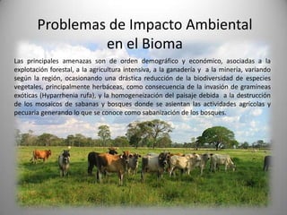 Problemas de Impacto Ambiental
                 en el Bioma
Las principales amenazas son de orden demográfico y económico, asociadas a la
explotación forestal, a la agricultura intensiva, a la ganadería y a la minería, variando
según la región, ocasionando una drástica reducción de la biodiversidad de especies
vegetales, principalmente herbáceas, como consecuencia de la invasión de gramíneas
exóticas (Hyparrhenia rufa), y la homogeneización del paisaje debida a la destrucción
de los mosaicos de sabanas y bosques donde se asientan las actividades agrícolas y
pecuaria generando lo que se conoce como sabanización de los bosques.
 