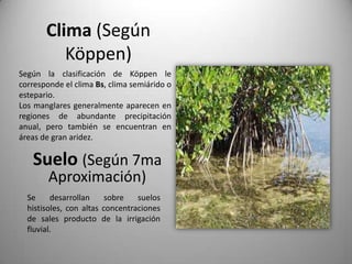 Clima (Según
          Köppen)
Según la clasificación de Köppen le
corresponde el clima Bs, clima semiárido o
estepario.
Los manglares generalmente aparecen en
regiones de abundante precipitación
anual, pero también se encuentran en
áreas de gran aridez.

   Suelo (Según 7ma
        Aproximación)
  Se     desarrollan     sobre   suelos
  histisoles, con altas concentraciones
  de sales producto de la irrigación
  fluvial.
 