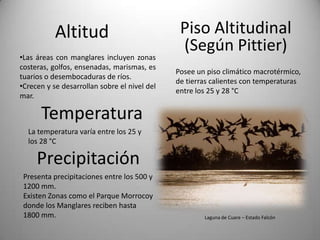 Altitud                             Piso Altitudinal
                                               (Según Pittier)
•Las áreas con manglares incluyen zonas
costeras, golfos, ensenadas, marismas, es
                                              Posee un piso climático macrotérmico,
tuarios o desembocaduras de ríos.
                                              de tierras calientes con temperaturas
•Crecen y se desarrollan sobre el nivel del
                                              entre los 25 y 28 °C
mar.

      Temperatura
  La temperatura varía entre los 25 y
  los 28 °C

     Precipitación
 Presenta precipitaciones entre los 500 y
 1200 mm.
 Existen Zonas como el Parque Morrocoy
 donde los Manglares reciben hasta
 1800 mm.                                             Laguna de Cuare – Estado Falcón
 