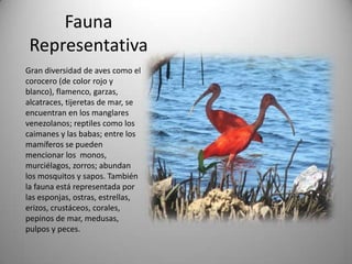 Fauna
 Representativa
Gran diversidad de aves como el
corocero (de color rojo y
blanco), flamenco, garzas,
alcatraces, tijeretas de mar, se
encuentran en los manglares
venezolanos; reptiles como los
caimanes y las babas; entre los
mamíferos se pueden
mencionar los monos,
murciélagos, zorros; abundan
los mosquitos y sapos. También
la fauna está representada por
las esponjas, ostras, estrellas,
erizos, crustáceos, corales,
pepinos de mar, medusas,
pulpos y peces.
 