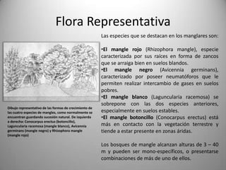 Flora Representativa
                                                        Las especies que se destacan en los manglares son:

                                                        •El mangle rojo (Rhizophora mangle), especie
                                                        caracterizada por sus raíces en forma de zancos
                                                        que se arraiga bien en suelos blandos.
                                                        •El mangle negro (Avicennia germinans),
                                                        caracterizado por poseer neumatóforos que le
                                                        permiten realizar intercambio de gases en suelos
                                                        pobres.
                                                        •El mangle blanco (Laguncularia racemosa) se
                                                        sobrepone con las dos especies anteriores,
Dibujo representativo de las formas de crecimiento de
las cuatro especies de mangles, como normalmente se     especialmente en suelos estables.
encuentran guardando sucesión natural. De izquierda     •El mangle botoncillo (Conocarpus erectus) está
a derecha: Conocarpus erectus (botoncillo),
Laguncularia racemosa (mangle blanco), Avicennia        más en contacto con la vegetación terrestre y
germinans (mangle negro) y Rhizophora mangle            tiende a estar presente en zonas áridas.
(mangle rojo)

                                                        Los bosques de mangle alcanzan alturas de 3 – 40
                                                        m y pueden ser mono-específicos, o presentarse
                                                        combinaciones de más de uno de ellos.
 