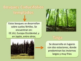 Estos bosques se desarrollan
   sobre suelos fértiles. Se
       encuentran en:
EE.UU, Europa Occidental, y
    en Japón, entre otros.

                                 Se desarrolla en lugares
                               con dos estaciones, donde
                                predominan los inviernos
                                    largos y muy frios
 