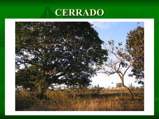 CERRADO
 