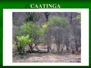CAATINGA
 