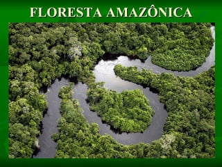 FLORESTA AMAZÔNICA
 