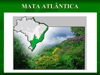 MATA ATLÂNTICA
 