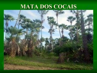 MATA DOS COCAIS
 