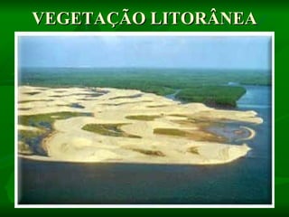 VEGETAÇÃO LITORÂNEA
 