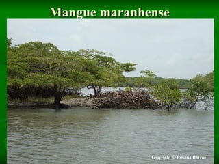 Mangue maranhense
 