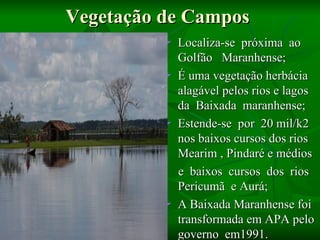 Vegetação de Campos
             Localiza-se próxima ao
              Golfão Maranhense;
             É uma vegetação herbácia
              alagável pelos rios e lagos
              da Baixada maranhense;
             Estende-se por 20 mil/k2
              nos baixos cursos dos rios
              Mearim , Pindaré e médios
              e baixos cursos dos rios
              Pericumã e Aurá;
             A Baixada Maranhense foi
              transformada em APA pelo
              governo em1991.
 