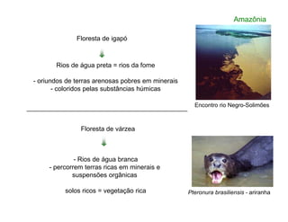 Rios de água preta = rios da fome
- oriundos de terras arenosas pobres em minerais
- coloridos pelas substâncias húmicas
Encontro rio Negro-Solimões
Amazônia
Floresta de igapó
- Rios de água branca
- percorrem terras ricas em minerais e
suspensões orgânicas
solos ricos = vegetação rica Pteronura brasiliensis - ariranha
Floresta de várzea
 