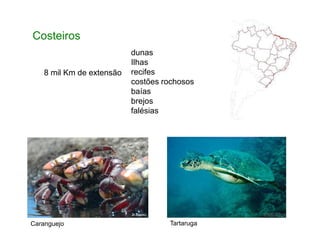 Costeiros
8 mil Km de extensão
dunas
Ilhas
recifes
costões rochosos
baías
brejos
falésias
Caranguejo Tartaruga
 