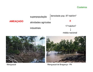 Costeiros
superpopulação
atividades agrícolas
industriais
densidade pop. 87 hab/km2
X
17 hab/km2
AMEAÇADO
média nacional
Manguezal de Bragança - PAManguezal
 