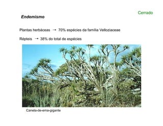 Plantas herbáceas 70% espécies da família Velloziaceae
Répteis 38% do total de espécies
Cerrado
Endemismo
Canela-de-ema-gigante
 