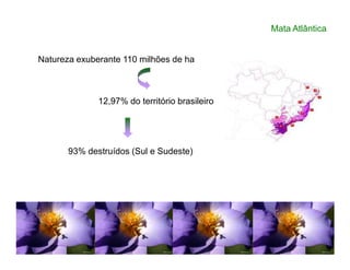 Mata Atlântica
Natureza exuberante 110 milhões de ha
12,97% do território brasileiro
93% destruídos (Sul e Sudeste)
 