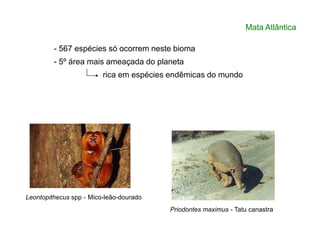 - 567 espécies só ocorrem neste bioma
- 5º área mais ameaçada do planeta
rica em espécies endêmicas do mundo
Mata Atlântica
Leontopithecus spp - Mico-leão-dourado
Priodontes maximus - Tatu canastra
 