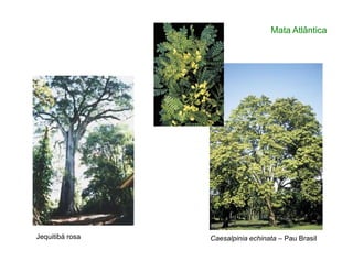 Mata Atlântica
Caesalpinia echinata – Pau BrasilJequitibá rosa
 
