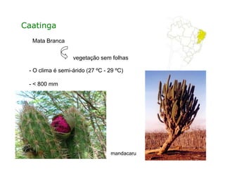 Caatinga
Mata Branca
vegetação sem folhas
- O clima é semi-árido (27 ºC - 29 ºC)
- < 800 mm
mandacaru
- < 800 mm
 
