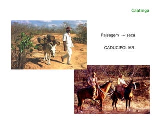 Paisagem seca
Caatinga
CADUCIFOLIAR
 