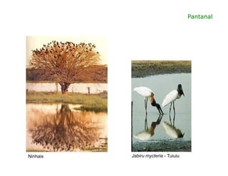 Pantanal
Jabiru mycteria - TuiuiuNinhais
 