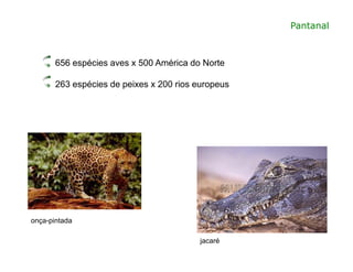Pantanal
656 espécies aves x 500 América do Norte
263 espécies de peixes x 200 rios europeus
onça-pintada
jacaré
 