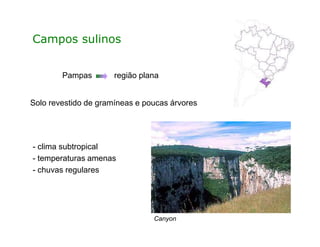 Campos sulinos
Solo revestido de gramíneas e poucas árvores
Pampas região plana
Canyon
- clima subtropical
- temperaturas amenas
- chuvas regulares
 