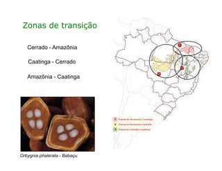 Zonas de transição
Cerrado - Amazônia
Amazônia - Caatinga
Caatinga - Cerrado
Orbygnia phalerata - Babaçu
 