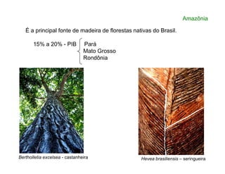 É a principal fonte de madeira de florestas nativas do Brasil.
15% a 20% - PIB Pará
Mato Grosso
Rondônia
Amazônia
Bertholletia excelsea - castanheira Hevea brasiliensis – seringueira
 