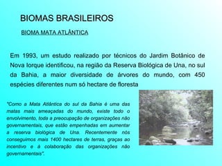 BIOMAS BRASILEIROS  BIOMA MATA ATLÂNTICA Em 1993, um estudo realizado por técnicos do Jardim Botânico de Nova Iorque identificou, na região da Reserva Biológica de Una, no sul da Bahia, a maior diversidade de árvores do mundo, com 450 espécies diferentes num só hectare de floresta  "Como a Mata Atlântica do sul da Bahia é uma das matas mais ameaçadas do mundo, existe todo o envolvimento, toda a preocupação de organizações não governamentais, que estão empenhadas em aumentar a reserva biológica de Una. Recentemente nós conseguimos mais 1400 hectares de terras, graças ao incentivo e à colaboração das organizações não governamentais".   