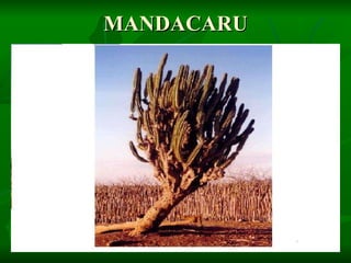 MANDACARU 