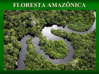 FLORESTA AMAZÔNICA 