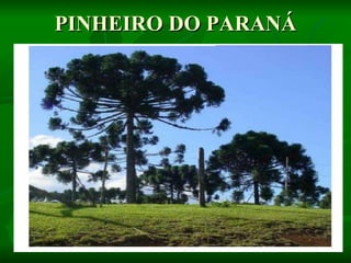 PINHEIRO DO PARANÁ 