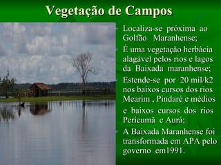 Vegetação de Campos  Localiza-se  próxima  ao Golfão  Maranhense;  É uma vegetação herbácia alagável pelos rios e lagos da  Baixada  maranhense; Estende-se  por  20 mil/k2 nos baixos cursos dos rios Mearim , Pindaré e médios e  baixos  cursos  dos  rios Pericumã  e Aurá; A Baixada Maranhense foi transformada em APA pelo governo  em1991. 