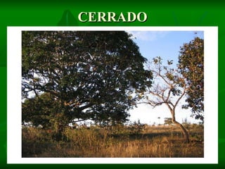 CERRADO 