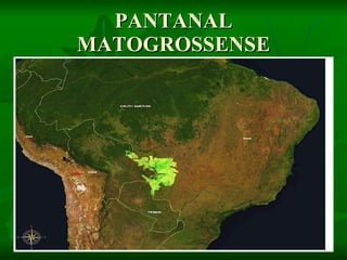PANTANAL MATOGROSSENSE 