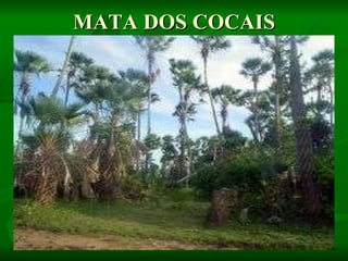 MATA DOS COCAIS 