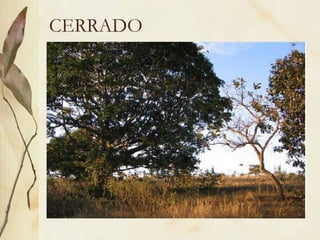 CERRADO
 