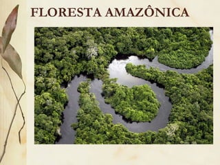 FLORESTA AMAZÔNICA
 