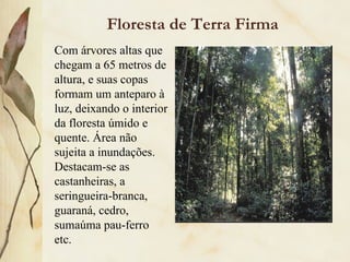 Floresta de Terra Firma
Com árvores altas que
chegam a 65 metros de
altura, e suas copas
formam um anteparo à
luz, deixando o interior
da floresta úmido e
quente. Área não
sujeita a inundações.
Destacam-se as
castanheiras, a
seringueira-branca,
guaraná, cedro,
sumaúma pau-ferro
etc.
 