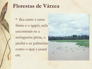 Florestas de Várzea

 • fica entre a terra
 firme e o igapó, nela
 encontram-se a
 seringueira preta, o
 jatobá e as palmeiras
 como o açaí a jauarí
 etc.
 