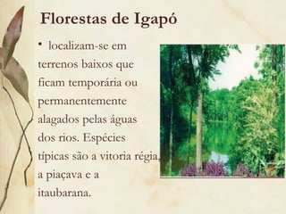 Florestas de Igapó
• localizam-se em
terrenos baixos que
ficam temporária ou
permanentemente
alagados pelas águas
dos rios. Espécies
típicas são a vitoria régia,
a piaçava e a
itaubarana.
 