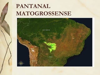 PANTANAL
MATOGROSSENSE
 