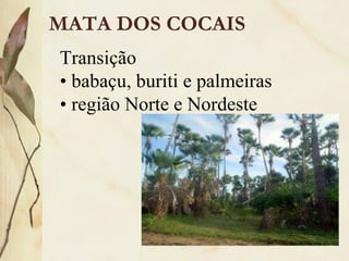 MATA DOS COCAIS
Transição
• babaçu, buriti e palmeiras
• região Norte e Nordeste
 
