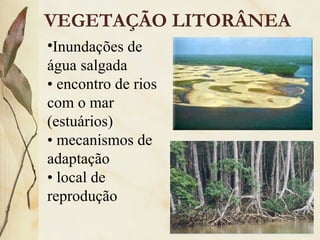 VEGETAÇÃO LITORÂNEA
•Inundações de
água salgada
• encontro de rios
com o mar
(estuários)
• mecanismos de
adaptação
• local de
reprodução
 